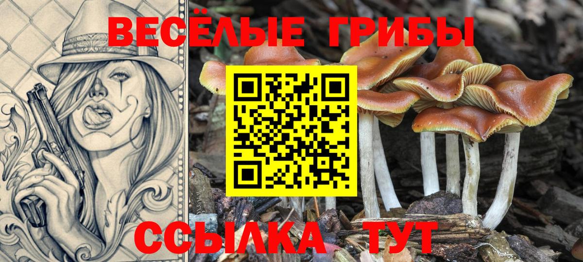 Краснокаменск  Псилоцибиновые грибы GOLDEN TEACHER  Вход с VPN  Галлюциногенные грибы Psilocybine cubensis 